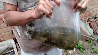 What Happen When Release 70 Anabus With Deadly Red Belly Nutter Fish