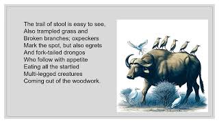 Buffalo By Douglas Gordon