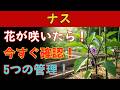 【ナス栽培】最初の花が咲いたら必ずコレ!収穫量が変わる5つの管理と長く採る育て方!