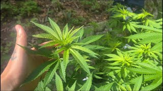 2024 Outdoor - Skywalker OG !!