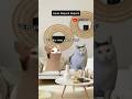 Jokes bapack2 #kucing #videokucing #shorts