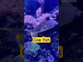 Meet Gus (I think that’s his name). #london #fish #hornimanmuseum #southlondon #londoners