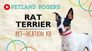 Everything you need to know about Rat Terrier puppies! by Petland Rogers 85 views 8 months ago 59 seconds