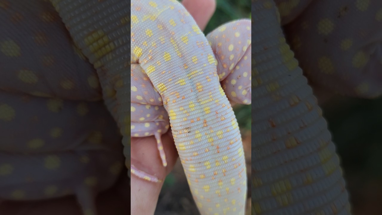 🤯 Unreal 🤯 Tribrid albino tegu!