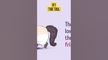 Understand Your Cat (PART 3) Crack the Cat Code Understand Feline Language and Win Their Trust