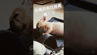 [杰shorts短片]真不愧是我兒~起個身就察覺到了~~#shorts #法鬥 #法鬥樂樂