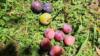 European Plums Compared - Sugar Plum, Robe de Sergeant & Green Gage European Plums For Your Consideration