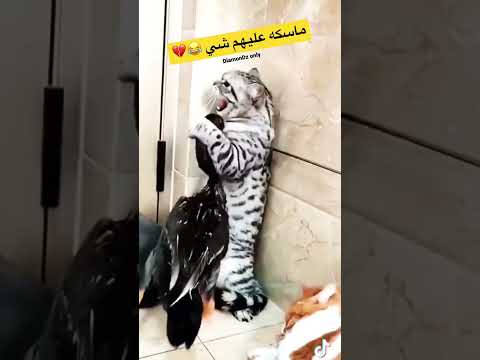 مياو في الماقف الحرج