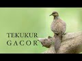 Suara Burung Tekukur Derkuku Pikat Paling Top Gacor Mp3 - Mp4 Download