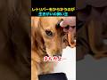 レトリバーをからかうのが生きがいの飼い主www