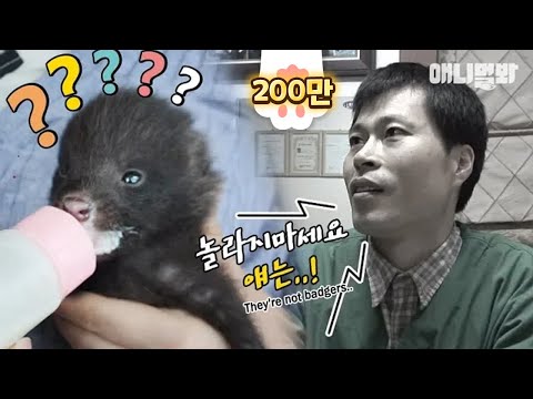 보다보면 깜놀할 수 밖에 없는 영상  ㅣ SHOCKING NEWS From A Vet.. This Badger Turns Out To Be..?