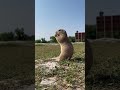 كابيبارا #capybara