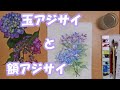 【透明水彩画】玉アジサイと額アジサイ