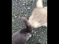 Peekaboo the Lamb vs. Cat
