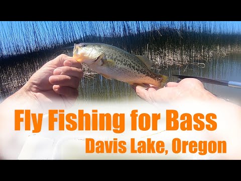 Fly Fishing for Bass | Davis Lake, OR