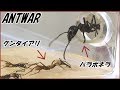 蟻戦争Ⅲ＃45 最強の蟻グンタイアリとパラポネラが出会う瞬間があまりにも可愛かった。編～Bullet ants meet Army ants～