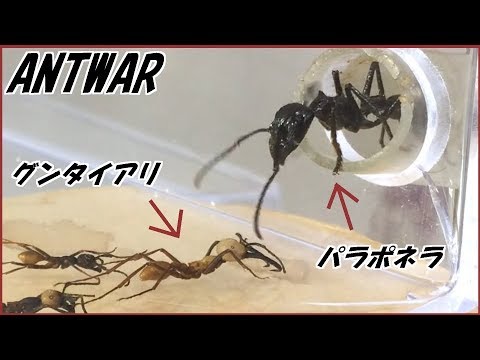 蟻戦争 45 最強の蟻グンタイアリとパラポネラが出会う瞬間があまりにも可愛かった 編 Bullet Ants Meet Army Ants Youtube