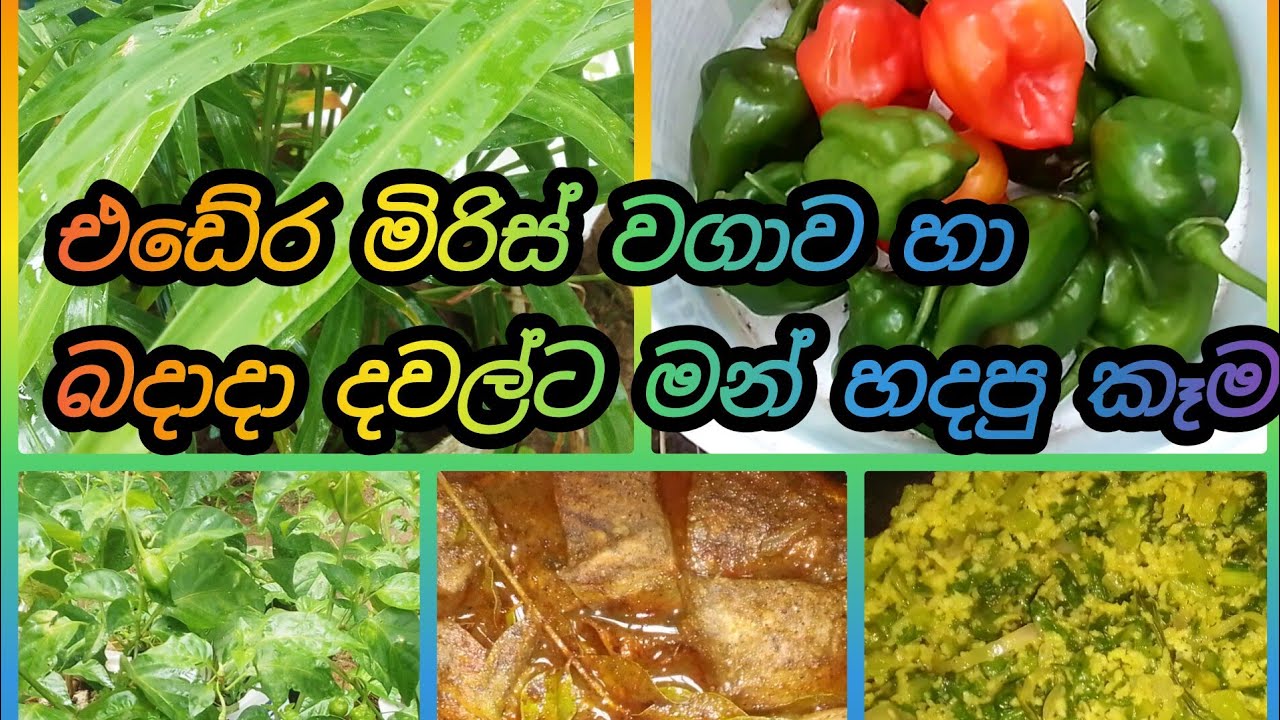 🥰Nilu My Chanal🥰 එඩේර මිරිස් හා බදාදා උදේ වරුව මන් දවල්ට උයපුවා 🫑🌶️