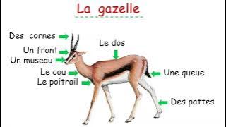 التعرف على أعضاء من جسم الغزالة La gazelle / لتلاميذ السنة 5 / الفصل 1