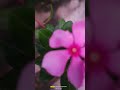 Nature of beauty#every one should take care of greenery 😚 #reels#viral