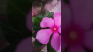 Nature of beauty#every one should take care of greenery 😚 #reels#viral