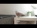 Life with doves - Dove vlog 13, February 7 (Ringneck, Senegal and Hybrid pet doves)