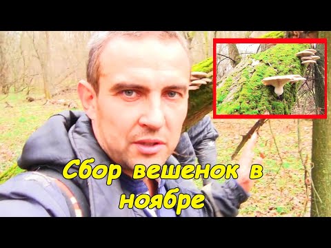 Видео: Ойд хэрхэн овоохой барих вэ