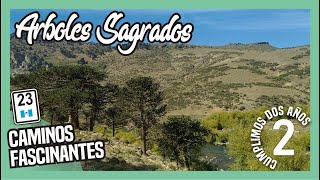 Rumbo a VILLA PEHUENIA conocí la ARAUCARIA patagonica. NEUQUEN|ARGENTINA