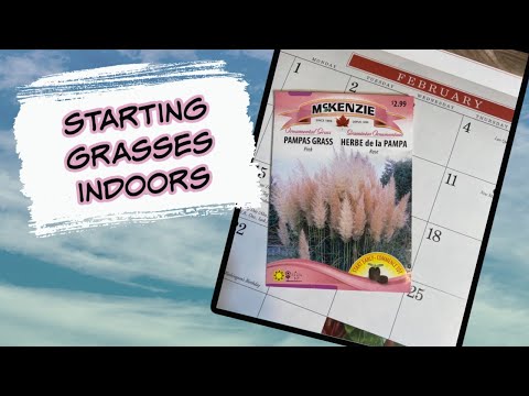 Vídeo: Zone 4 Ornamental Grasses - Cultivo de gramíneas decorativas em climas frios