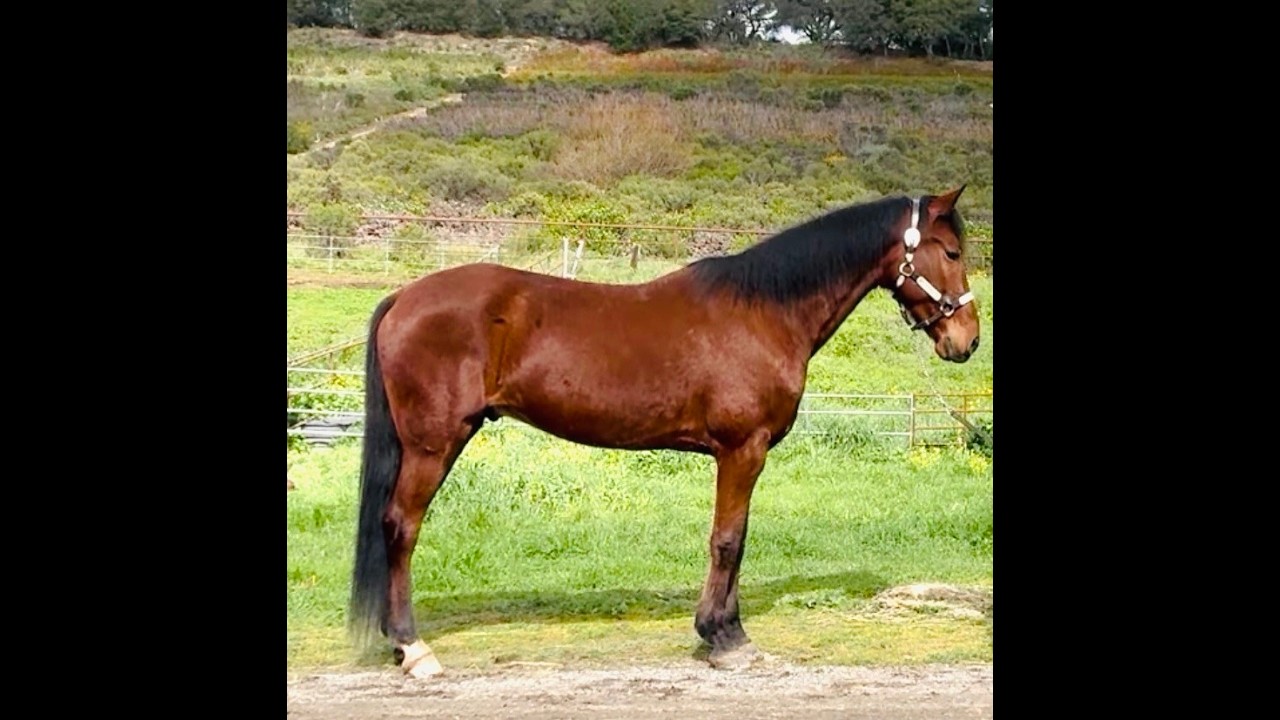 Racking Horse for Sale - Singlefooter - Rev. Homer's Digging Deep - Gaited Horse Training