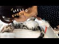 22.ママのラブラブ攻撃に付き合う仔猫／Kitten under attack of mummy's affection
