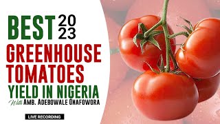 Best 2023 Greenhouse Tomatoes Yield in Nigeria.