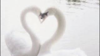 swan lake  ♡゙ a calm vkei / malice mizer playlist 