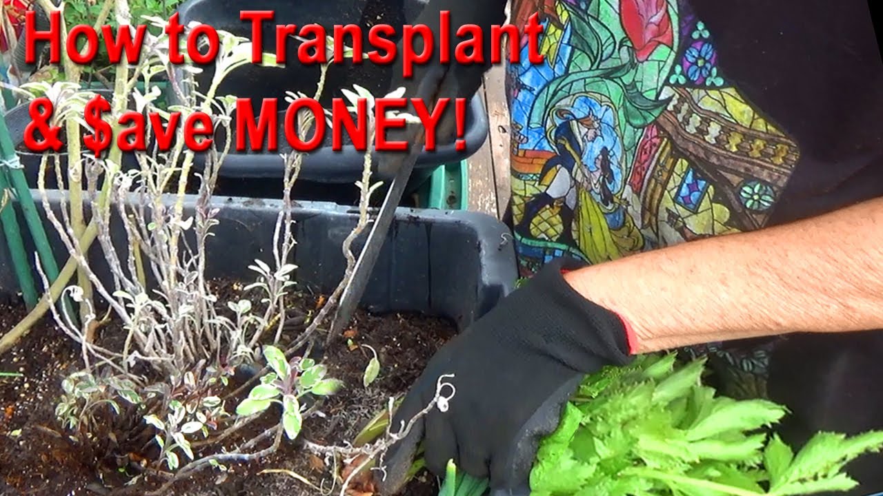 Saving my Tricolor SAGE Herb used for Pizza TRANSPLANTING Red CELERY Small Space Container Garden