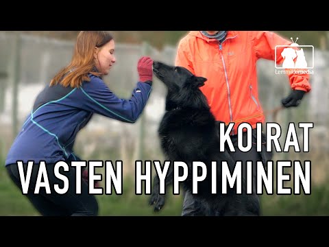Video: Mikä on hypofosfatemia koirilla?
