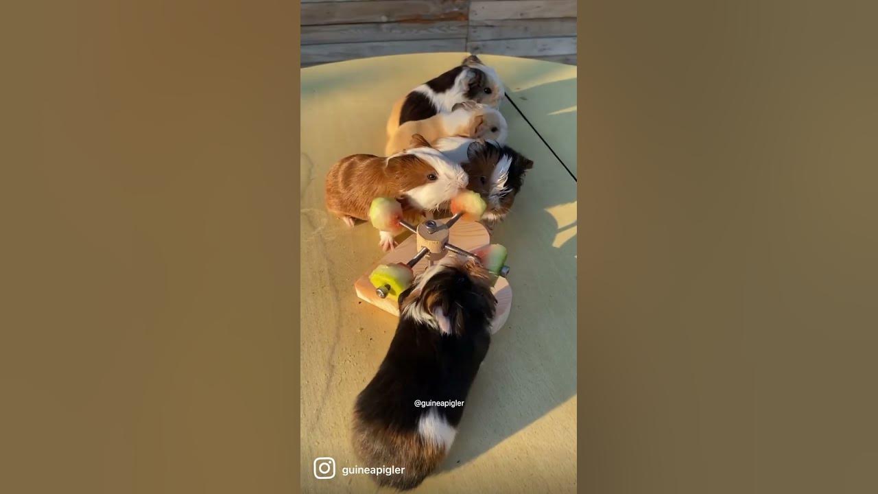watermelon-rind-toy-for-guinea-pigs-youtube