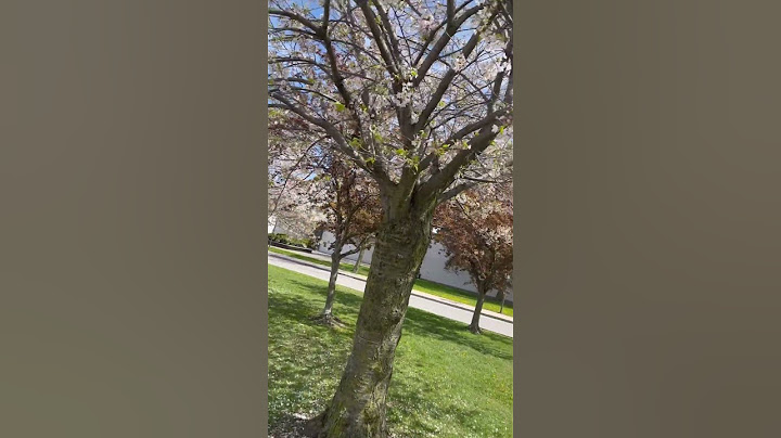 Have you seen cherry blossoms #cherry #blossom #youtubeshorts #youtube #viral #trending #canada