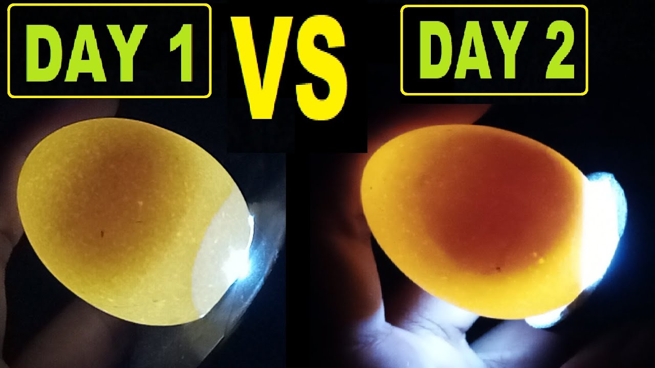 CHICKEN EGGS CANDLING DAY 1 VS DAY 2 || COMPARISION CHICKEN EGGS