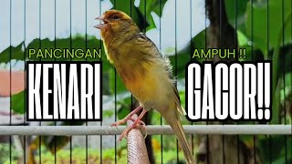 Pancingan Kenari GACOR panjang untuk Masteran Kenari PAUD \u0026 agar Kenari diam agar bunyi \u0026 gacor