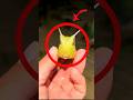 フグをペットにしたら…#動物#動物のいる暮らし#ペット#ペット動画#ペットのいる暮らし#フグ
