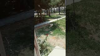 Ares Aşk Bunlar Aşk Resimi