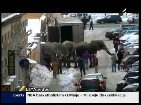 Video: ASV Cirki Apved Vagonus Pret Ziloņiem