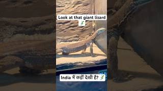 A giant monitor 🦎 #monitorlizard #wildlife #india #nature #shorts