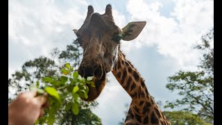 NAIROBI GIRAFFE SANCTUARY - feed the giraffes in Kenya, Nairobi! Giraffe Manor