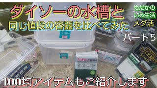 メダカ ダイソー 水槽と同じ値段の容器と見比べてみました 100均アイテムご紹介します