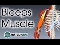 Biceps Brachii | Muscle Anatomy