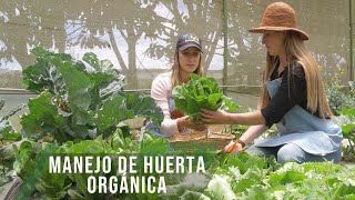 Manejo de huerta orgánica - TvAgro por Juan Gonzalo Angel Restrepo