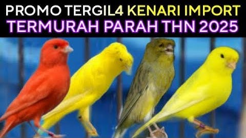 🎉 PROMO TERGIL4 ( KENARI IMPORT ) THN 2025 TERMURAH PARAH DI PASAR BURUNG PRAMUKA TERBARU HARI INI