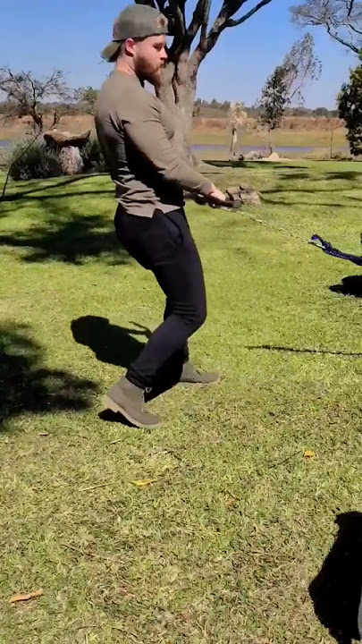 Best Type of Cardio. #cardio #fitness #frenchbulldog Song(Besame Mucho Lisa Ono)