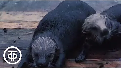 Каланы. На лежбищах морских зверей (1987)